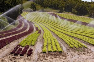 Water from a watermaker being used to water crops in a field in Provence France
