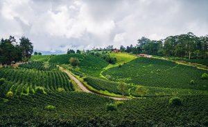 Watermaker in field of Colombia Coffee farmers. Rows of green agricultural field in the county.