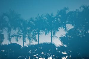 Silhouette of palm trees against the skyline.